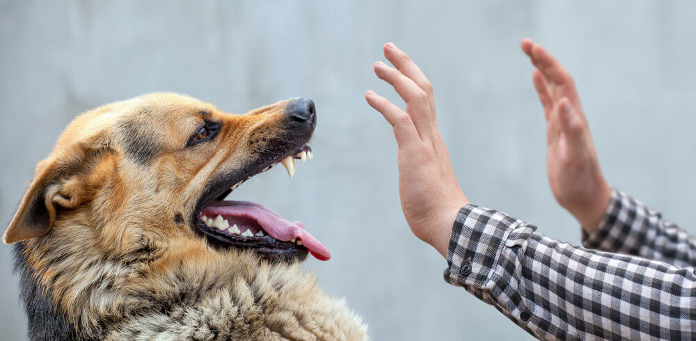 German Shepherd baring teeth at outstretched hands